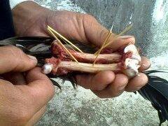 Primary (Reading chicken bone).jpg